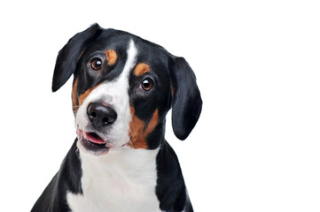 Head portrait of entlebucher sennenhund against white background