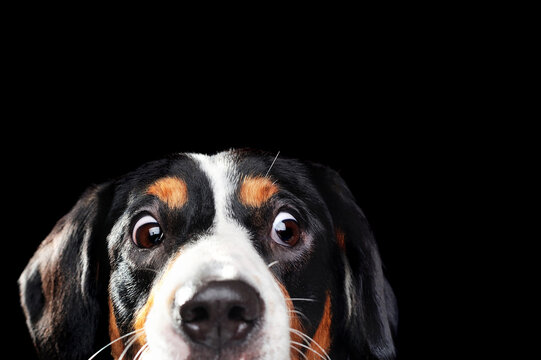 Close-up Portrait Of A Dog With Wide Open Eyes Of Amazement