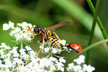 Curious and danger-loving Ladybird
