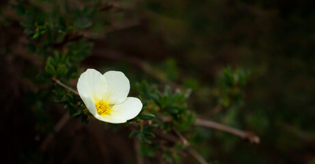 Single blooming white flower on the  cherry tree and with leaves  on blurred deep dark  green background