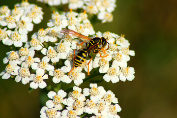 European Paper Wasp
