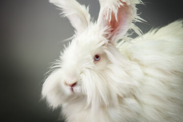 Fluffy white rabbit of the Angora breed, on a gray background, shooting in the studio.