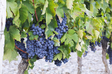 A close up of a shrub of ripe red grapevine on tree with branches and leaves in French viticulture...