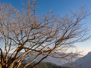 Sunny view of the tree landscape of Hehuanshan