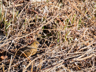 Close up shot of cute Vinaceous rosefinch