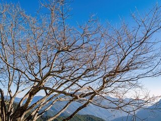 Fototapeta na wymiar Sunny view of the tree landscape of Hehuanshan