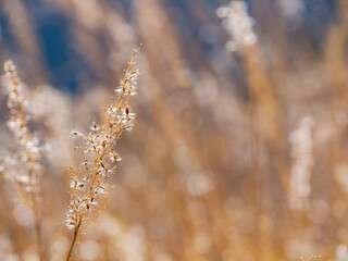 Close up shot of silvergrass