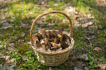 A straw basket with Morchella conica collected in the forest stands on green grass