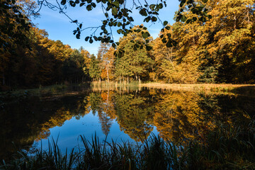 Jeziorko w lesie jesienią