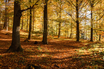 Jesienny las w październiku
