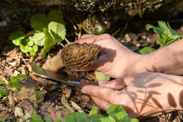 Picking Morchella conica in the forest. The girl cuts the mushroom with a special knife