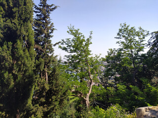 View of Istanbul Behind Trees