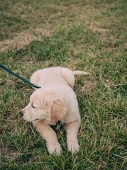 puppy golden retriever for a walk in spring