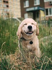 golden retriever puppy smiling on a walk in park in summer