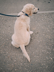 puppy golden retriever for a walk 