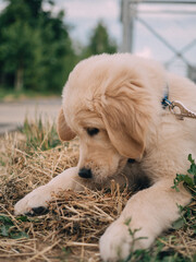 puppy golden retriever for a walk in summer