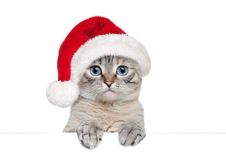 Cat in Santa hat holding blank board
