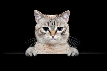 Obraz premium Low key portrait of a tabby cat hodling blank board