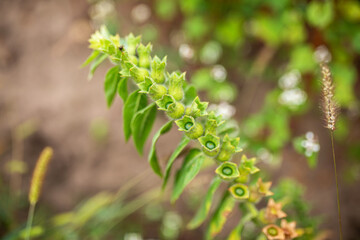 Henbane Fruit pods. Hyoscyamus niger, black henbane, or stinking nightshade in August after flowering. A mystical plant used to make potions, psychoactive properties in magic brews