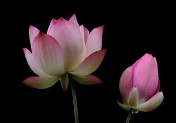 Blooming pink lotus flower or Nelumbo nucifera isolated on black background. Known as Indian lotus,...