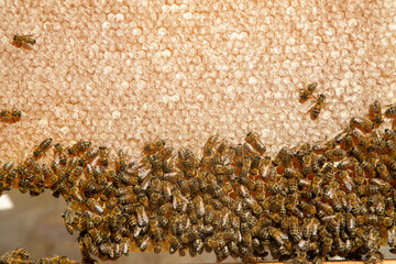 Beekeeping, freshly hatched honeycombs with bees from the beehive. Honey and bee.