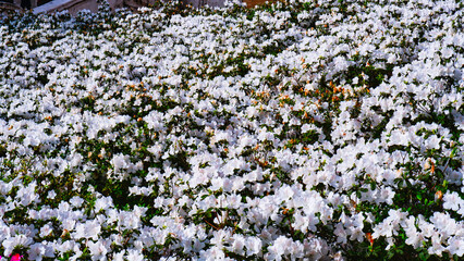 Border of pink cosmos flower in cosmos field
