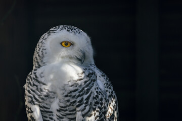 White owl sitting on a stump in the dark
