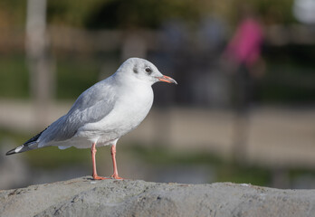 Cute seagull standing on the rock with blurred background