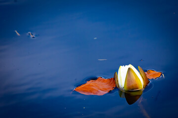 Autumn Lilly in a pond