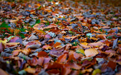 Autumn fallen leaf colours