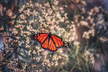 Monarch on flowers 