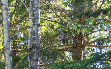 Owl