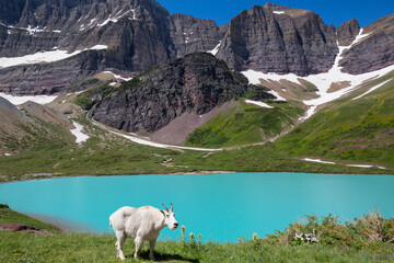 Mountain goat
