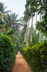 Fototapeta premium Road in jungle