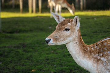 Close-up at Roe deer on the meadow grass