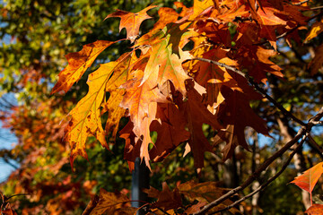 a close up of a autumn leaves