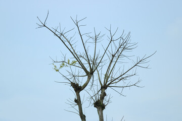 branches against sky