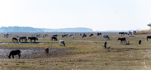 cows and mules on pasture against clear sky