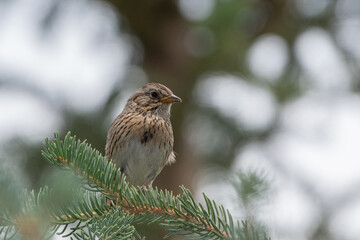 lincoln's sparrow perched on pine tree