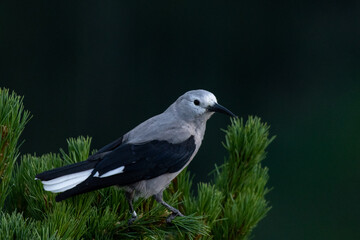Clark's nutcracker on tree