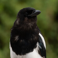 black billed magpie closeup