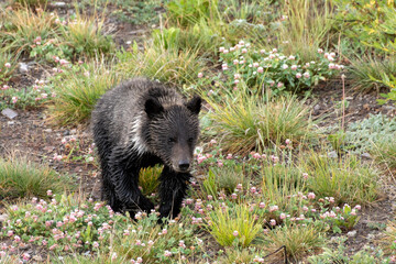 Grizzly Bear cub in field 