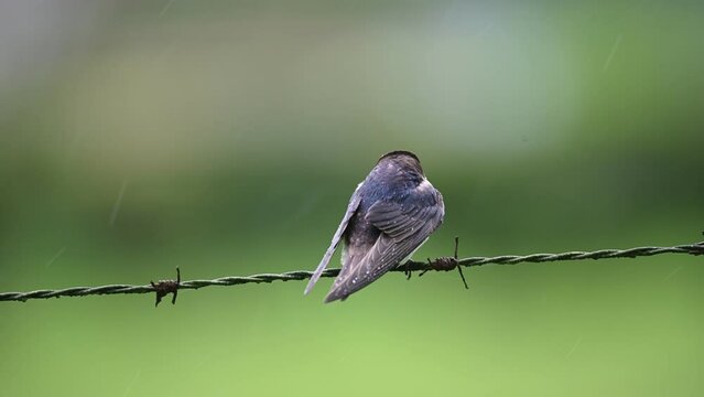 Tiny Barn Swallow (Hirundo rustica) perched on a barbedwire line under a drizzle