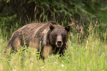 grizzly bear in field