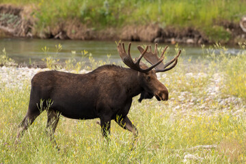 Bull moose by river