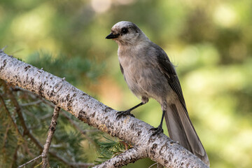 Canada Jay perched