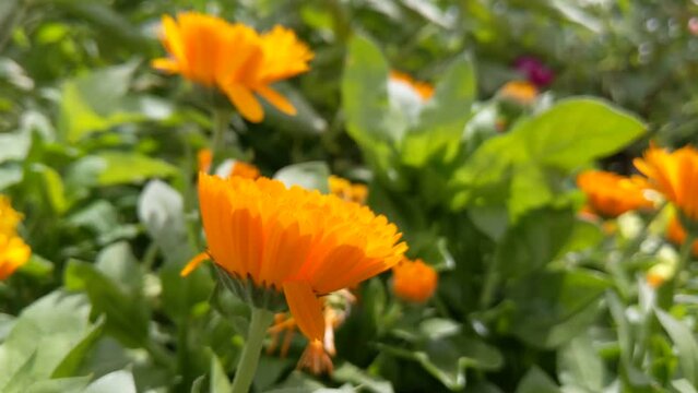 Closeup of beautiful Pot Marigold flowers found growing in the nature