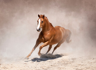 Obraz na płótnie Canvas Portrait of a chestnut horse cantering through dust storm