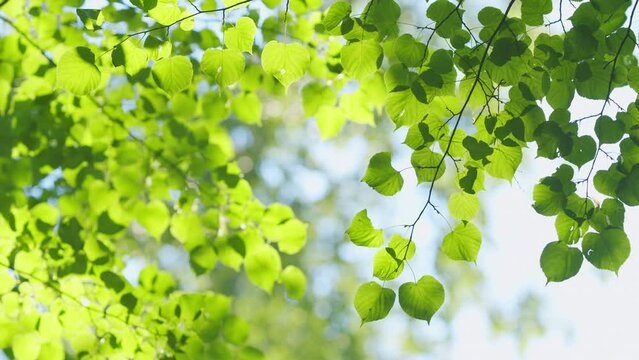 Nature abstract background. Green leaves lit by the sun. Natural green leaves plants using as spring background. Blur.
