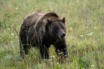 Obraz na płótnie Canvas Grizzly Bear in Wyoming 